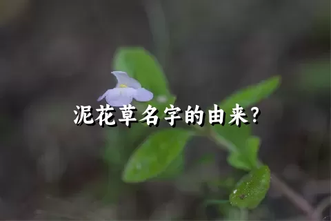 泥花草名字的由来？