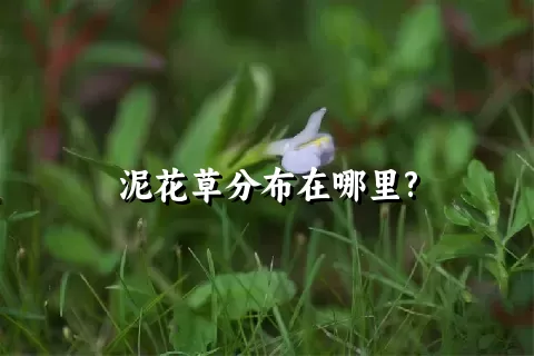 泥花草分布在哪里?