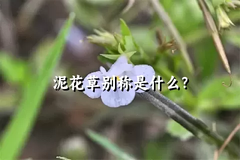 泥花草别称是什么？