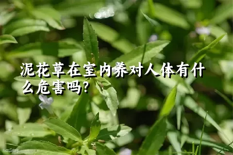 泥花草在室内养对人体有什么危害吗？