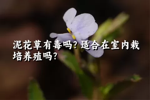 泥花草有毒吗？适合在室内栽培养殖吗？