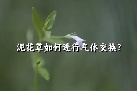 泥花草如何进行气体交换？