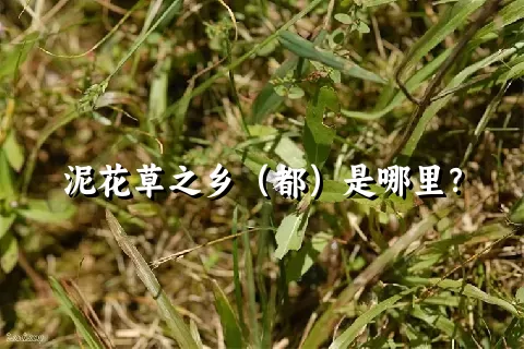 泥花草之乡（都）是哪里？