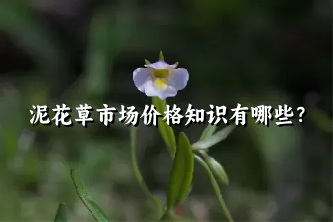 泥花草市场价格知识有哪些？