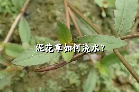 泥花草如何浇水？