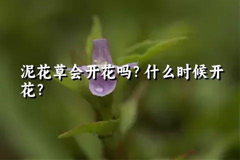 泥花草会开花吗？什么时候开花？