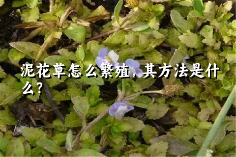 泥花草怎么繁殖，其方法是什么？