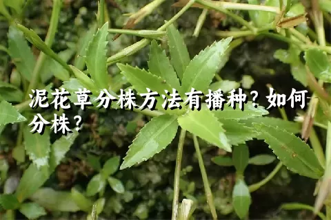 泥花草分株方法有播种？如何分株？