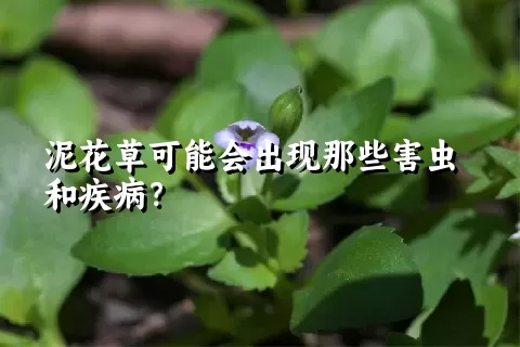 泥花草可能会出现那些害虫和疾病？