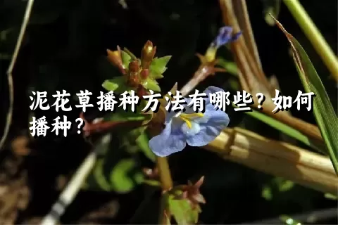 泥花草播种方法有哪些？如何播种？