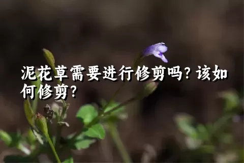 泥花草需要进行修剪吗？该如何修剪？