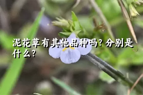 泥花草有其他品种吗？分别是什么？