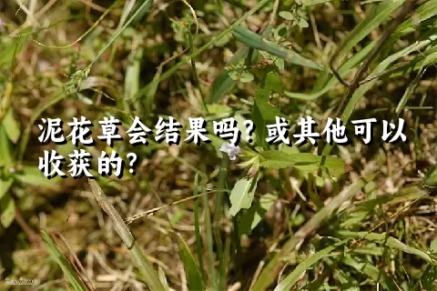 泥花草会结果吗？或其他可以收获的？