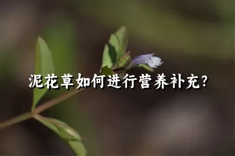 泥花草如何进行营养补充？