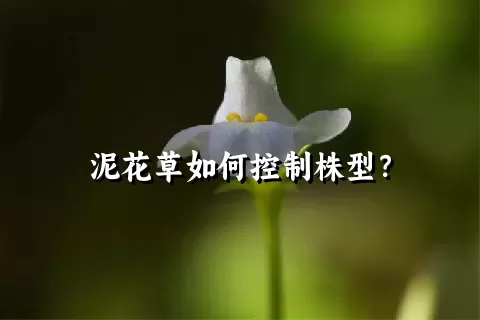 泥花草如何控制株型？