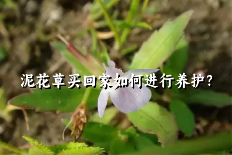 泥花草买回家如何进行养护？