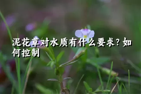 泥花草对水质有什么要求？如何控制