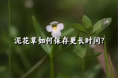 泥花草如何保存更长时间？