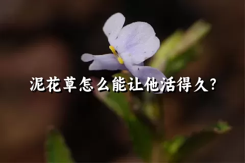 泥花草怎么能让他活得久？