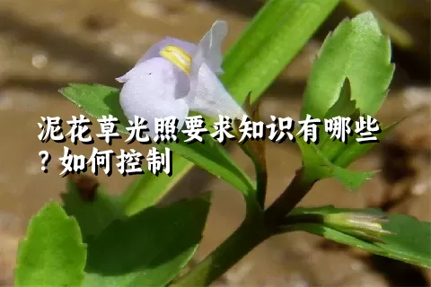 泥花草光照要求知识有哪些？如何控制