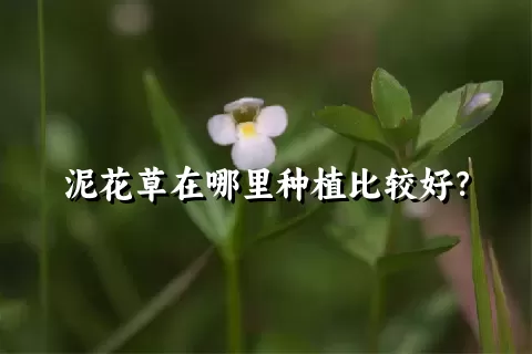 泥花草在哪里种植比较好？