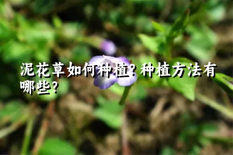 泥花草如何种植？种植方法有哪些？