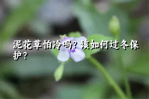 泥花草怕冷吗？该如何过冬保护？