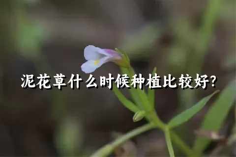 泥花草什么时候种植比较好？