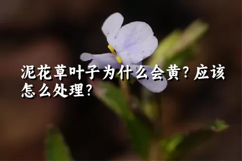 泥花草叶子为什么会黄？应该怎么处理？