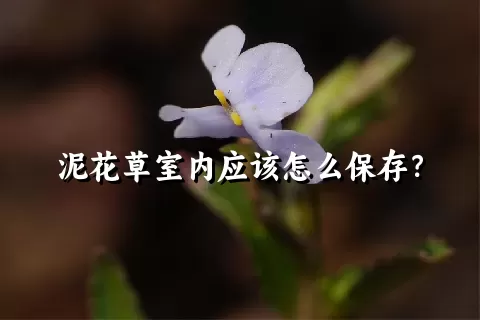 泥花草室内应该怎么保存？