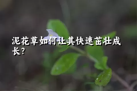 泥花草如何让其快速茁壮成长？