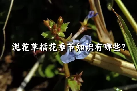 泥花草插花季节知识有哪些？