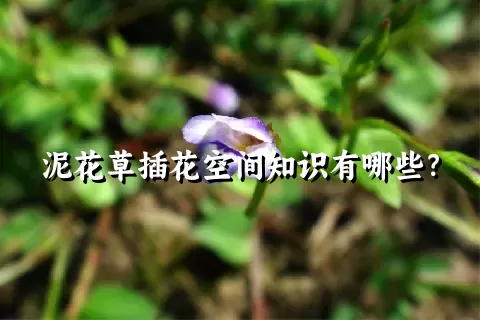 泥花草插花空间知识有哪些？