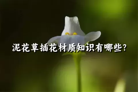 泥花草插花材质知识有哪些？