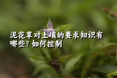 泥花草对土壤的要求知识有哪些？如何控制