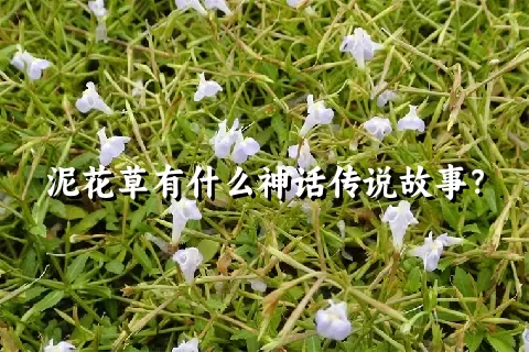 泥花草有什么神话传说故事？