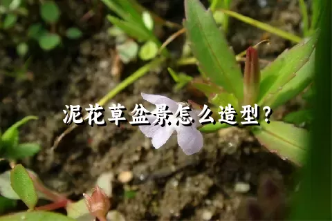 泥花草盆景怎么造型？