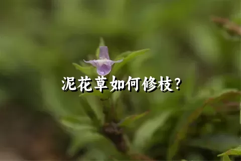 泥花草如何修枝？