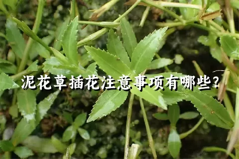 泥花草插花注意事项有哪些？