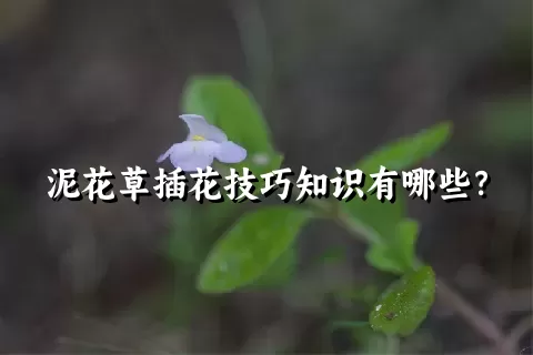 泥花草插花技巧知识有哪些？