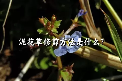 泥花草修剪方法是什么？