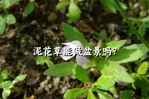 泥花草能做盆景吗？