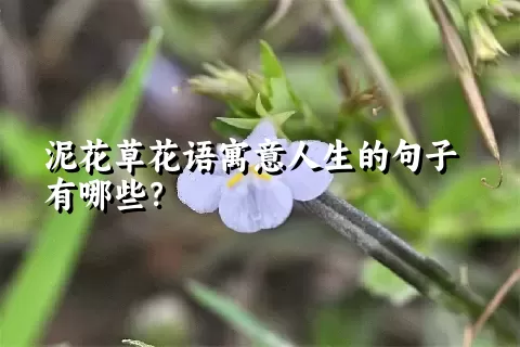 泥花草花语寓意人生的句子有哪些？