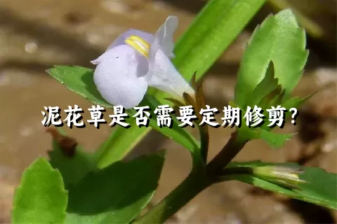 泥花草是否需要定期修剪？