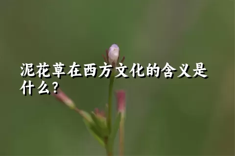 泥花草在西方文化的含义是什么？