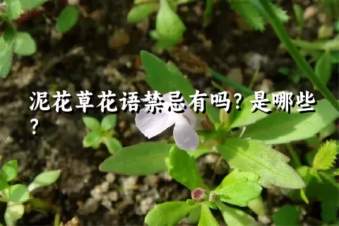 泥花草花语禁忌有吗？是哪些？