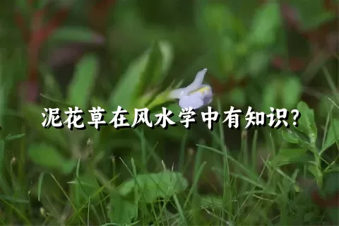 泥花草在风水学中有知识？