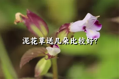 泥花草送几朵比较好？