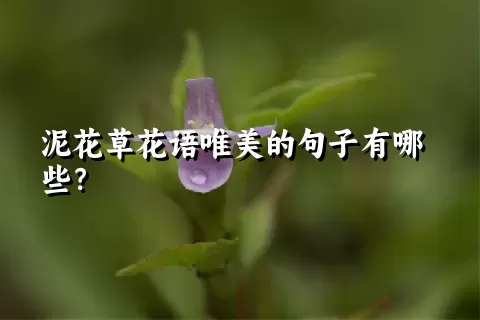 泥花草花语唯美的句子有哪些？