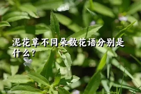 泥花草不同朵数花语分别是什么？